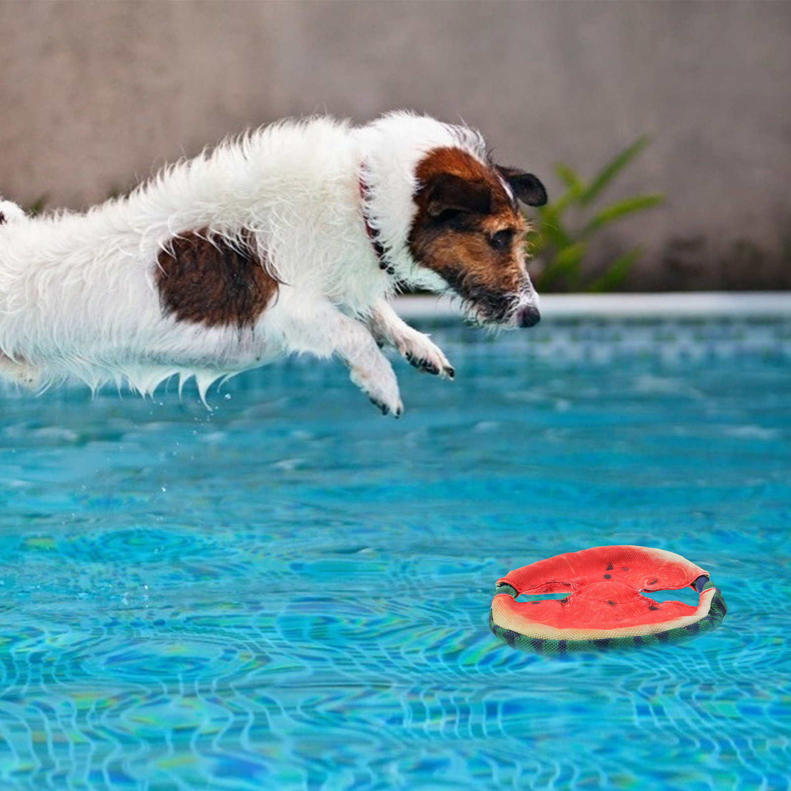 1 шт. Летающий диск в форме ар – обзор и цена Flying Disc Dog Training Toy